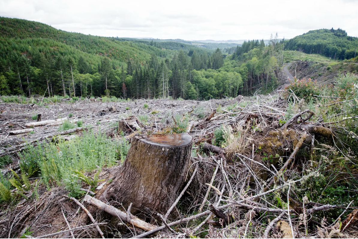area of trees and clear cutting