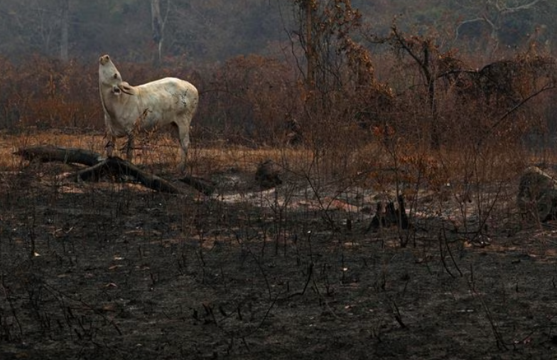 cow in burned area