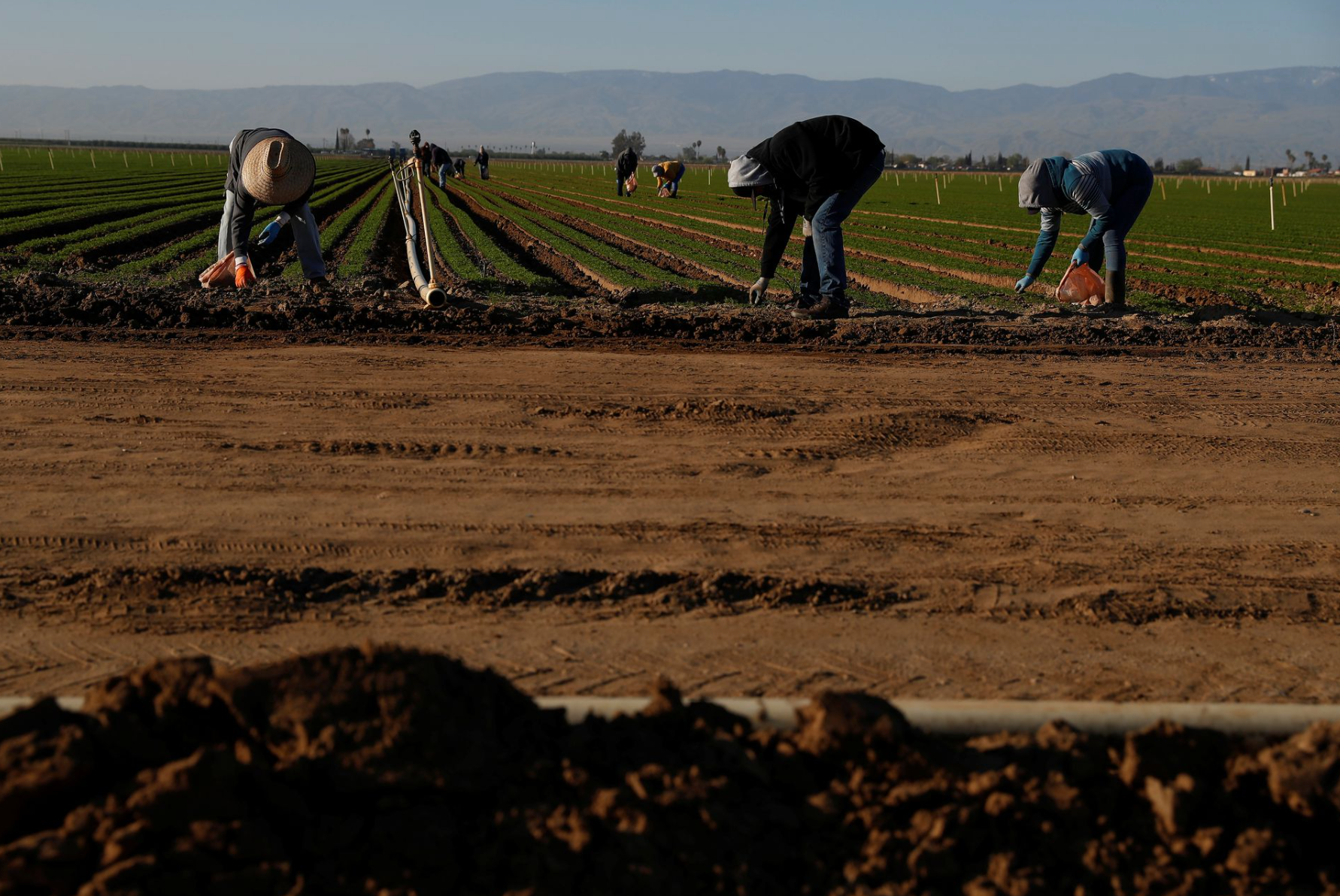 farm laborers working in a field