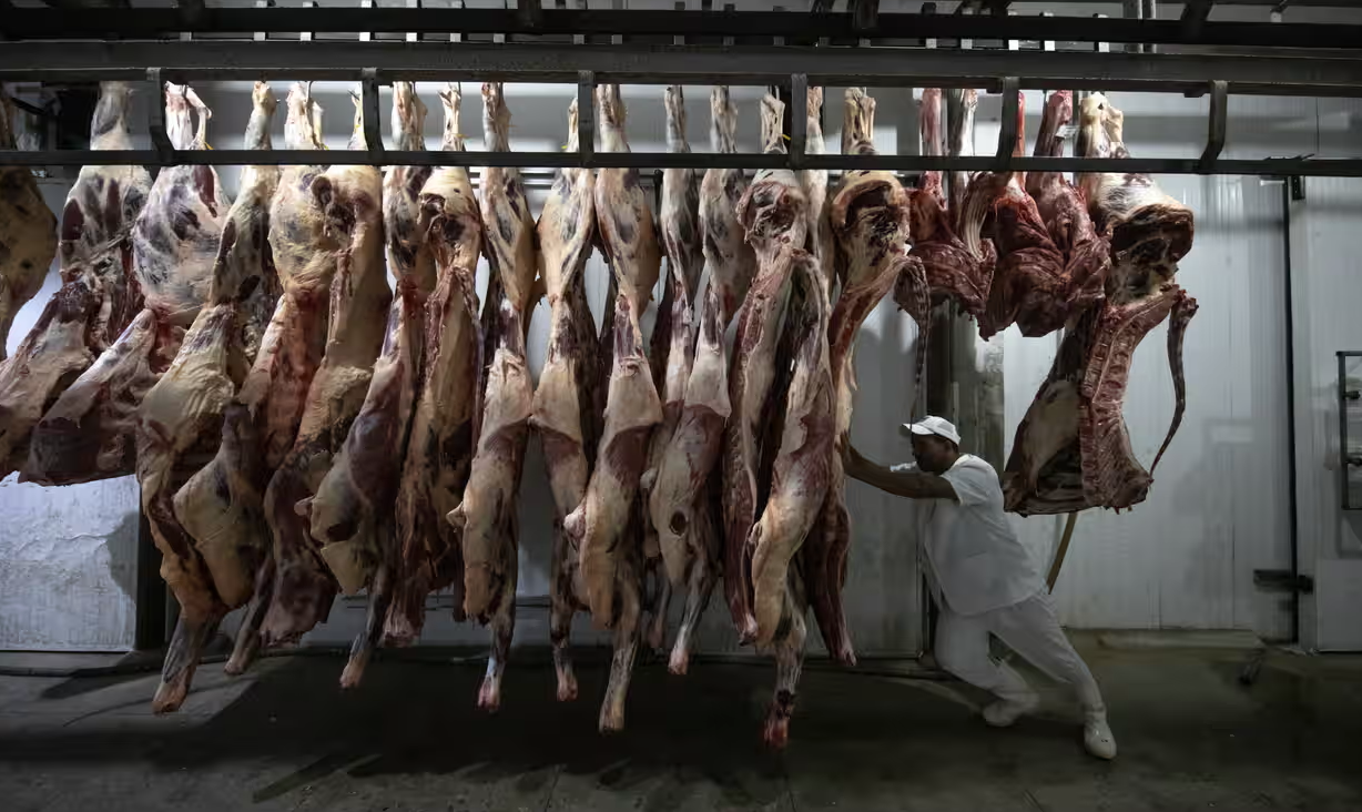 cow carcasses hanging and worker in processing plant