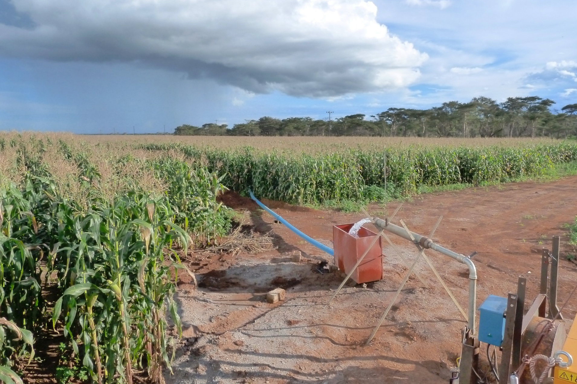 groundwater irrigation of maize