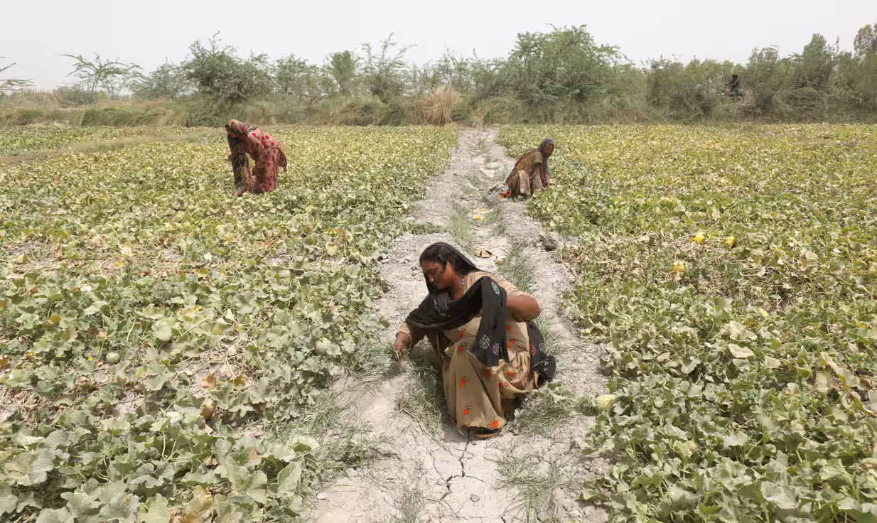 pregnant woman weeding melons in Pakistan