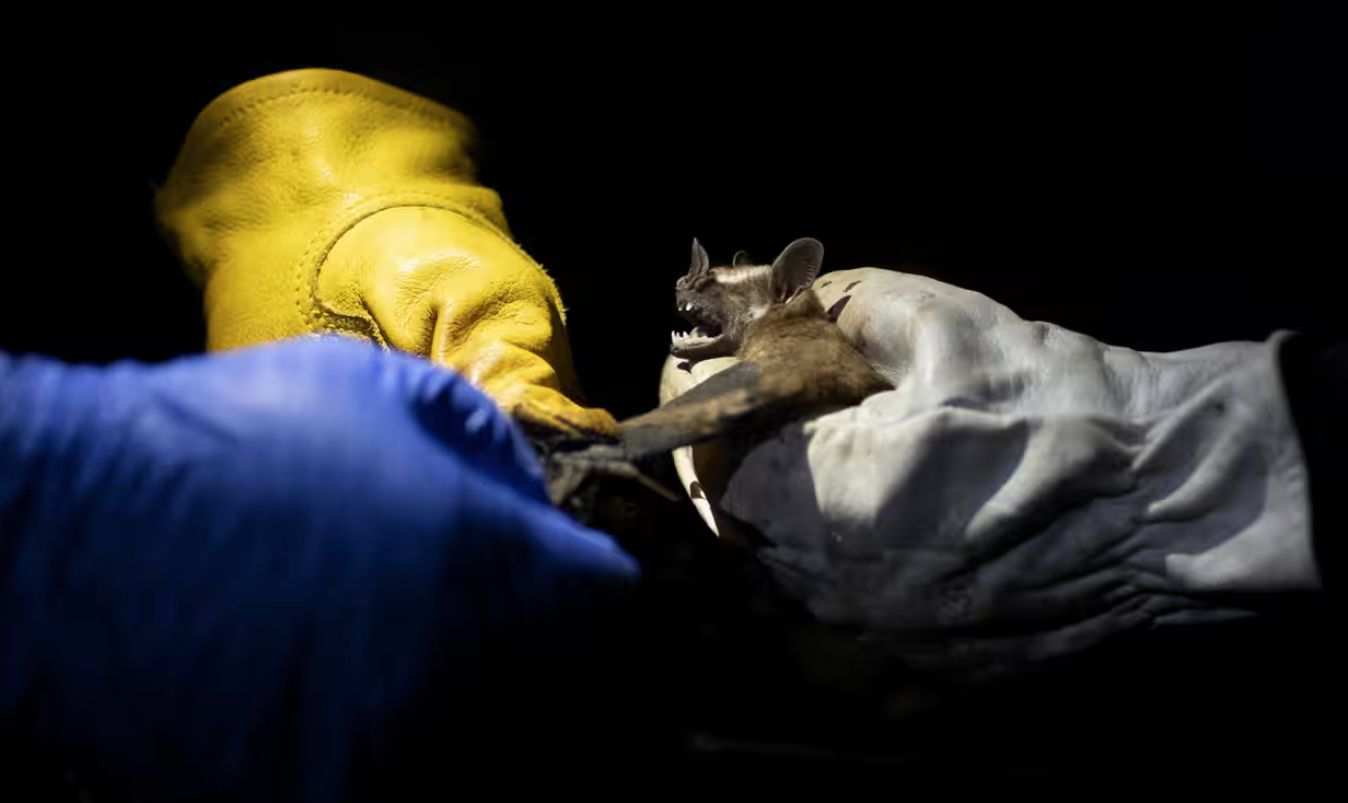 bat being handled by gloved hands