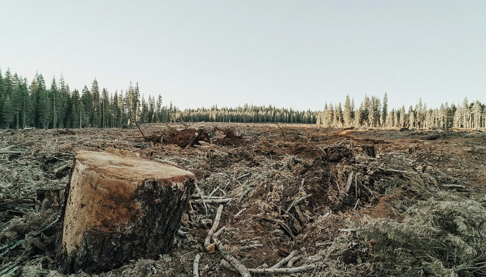 clearcut area with intact forest visible in the background