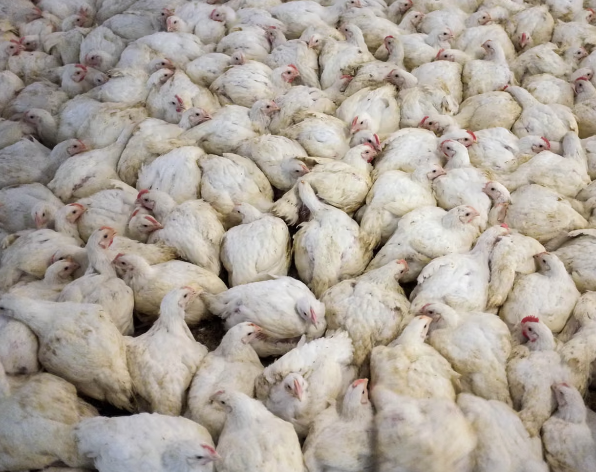 chickens in intensive farming